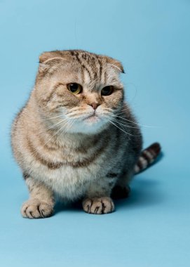 Güzel İskoç kedisi, düşünceli, soyutlanmış, mavi arka plan.