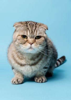 Üzgün İskoç Katlayan Kedi, düşünceli bir şekilde kameraya bakıyor. Stüdyo, mavi arkaplan.