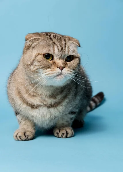 Linda Scottish Fold cat, olha pensativo, isolado, fundo azul. — Fotografia de Stock