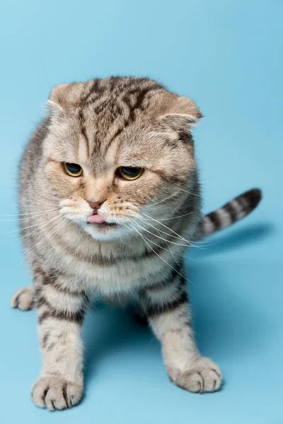 Funny cat Scottish Fold sits with his tongue hanging out. Studio, blue background. — Stock Photo, Image