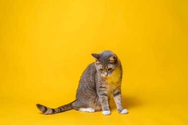 Kedi dikkatlice aşağı bakıyor, sarı arka planda oturuyor. Boşluğu kopyala. 