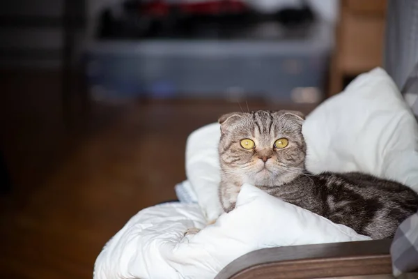 Surprised Scottish Fold cat lies on an armchair and looks interestedly at the camera, against a blurry background.
