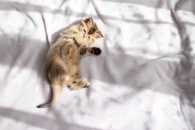 Funny little British kitten is lazily resting on a white blanket in the sunlight. Copy space. 