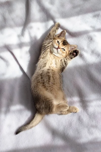 Şirin, küçük İngiliz kedi yavrusu tembel tembel battaniyeye uzanır ve patilerini güneş ışığında uzatır. Üst görünüm. 
