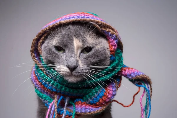 Sad, upset cat is wrapped in a knitted scarf, she is offended and depressed. Close-up. Gray background.
