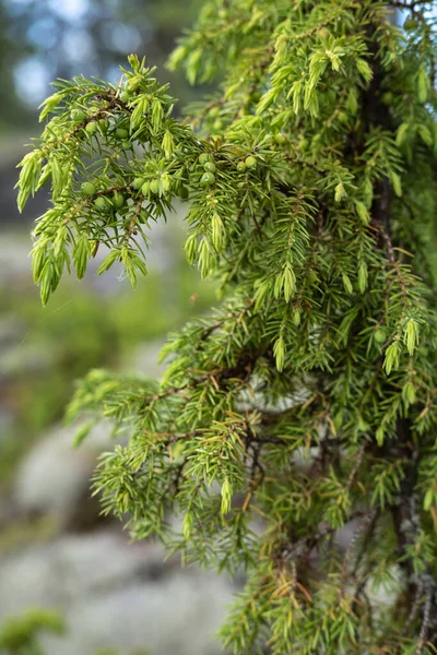 Immergrüner Wacholderstrauch, vor verschwommenem Hintergrund, an einem Sommertag. — Stockfoto