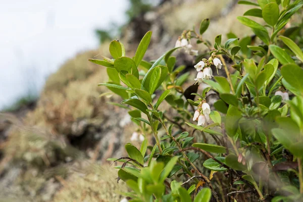 Áfonyás Vaccinium myrtillus virágzása egy napos nyári napon, egy dombon, homályos háttérrel. — Stock Fotó