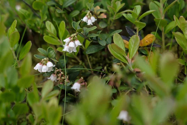 Цвіт чорниці Vaccinium myrtillus в сонячний літній день. Білі маленькі квіти в зеленому листі.. — стокове фото