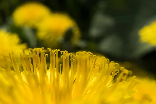 Linda flor de dente-de-leão amarelo, com pólen, sobre um fundo desfocado de vegetação. Macro. Taraxacum florescendo. — Fotografia de Stock