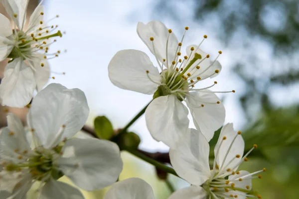 Kaunis kirsikankukka vihreissä lehdissä sinistä taivasta vasten. Hiton Prunus subg, Cerasus. Makrotalous. — kuvapankkivalokuva