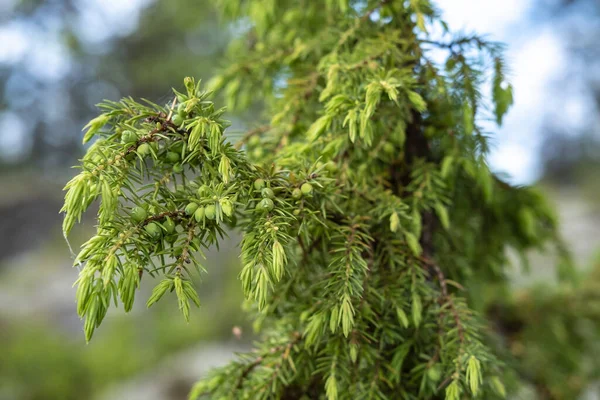 Immergrüner Wacholderstrauch, vor verschwommenem Hintergrund, an einem Sommertag. — Stockfoto