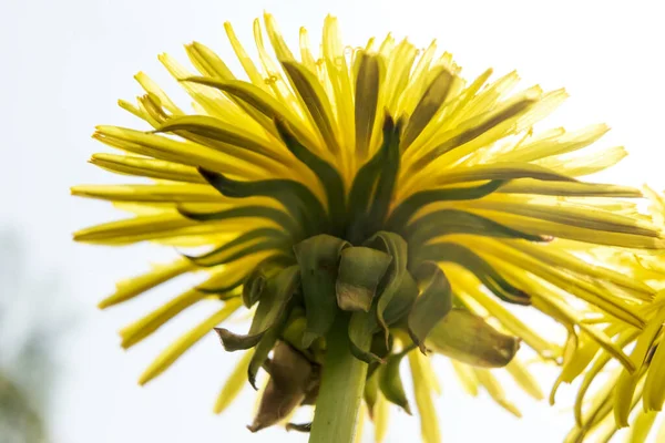 Fiore di tarassaco su sfondo sfocato. Taraxacum in fiore. Macro. Vista dal basso. — Foto Stock