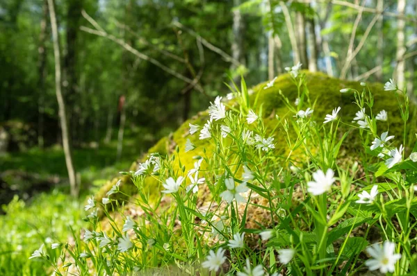 Lindas flores brancas florescendo em musgo e grama em uma colina na floresta contra um fundo de árvores, em um dia ensolarado. — Fotografia de Stock