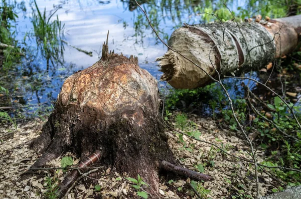 Bóbr przegryzł pień dużego osiki i drzewo wpadło do jeziora, dzikie zwierzę zniszczyło, ścięło las, by zbudować tamę.. — Zdjęcie stockowe