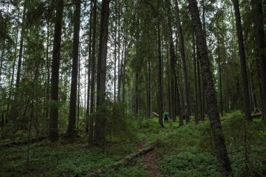 Yürüyüş yolu, bir adamın yürüdüğü ormandan geçer. Turizm ve aktif yaşam tarzı.