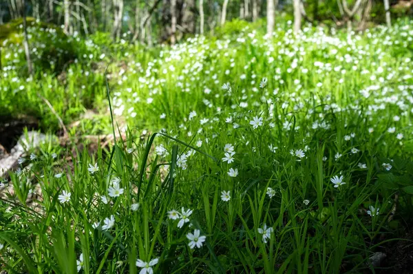 Lindas flores brancas florescendo na grama perto do caminho da floresta contra o fundo de uma árvore, em um dia de verão. — Fotografia de Stock
