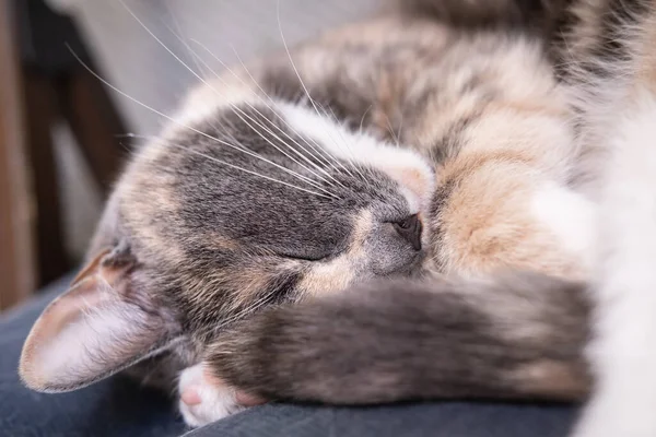 Minyatür, sevimli kedi bulanık bir arka planda yastıkta uyuyor.. — Stok fotoğraf