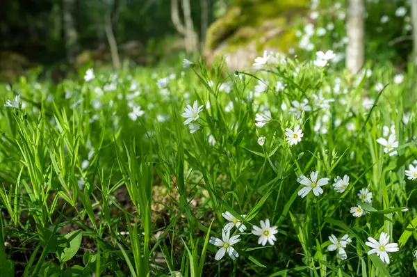 Gyönyörű kis virágok nyílnak a zöld fűben az erdő hátterében.. — Stock Fotó