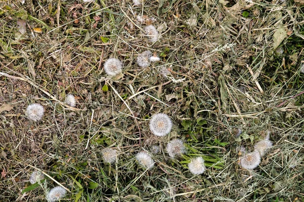 Diente de león esponjoso biselado y seco Taraxacum en el prado. Vista superior. Primer plano. — Foto de Stock
