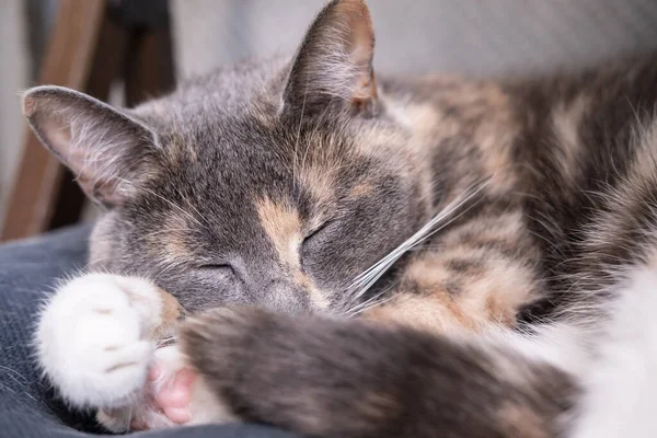 Minyatür, sevimli kedi bulanık bir arka planda yastıkta uyuyor.. — Stok fotoğraf