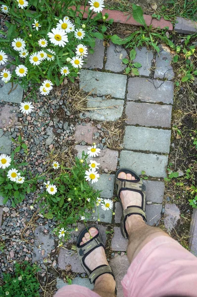 Male feet in sandals stand on a stone path in beautiful flowers, in a garden, in a village courtyard, on a summer day. Top view.