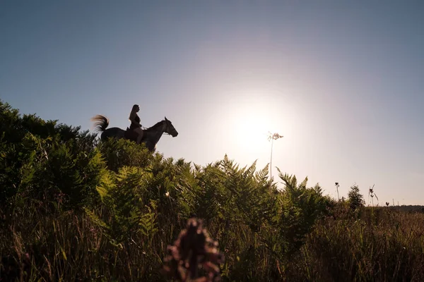 Silhuett av en kvinnlig ryttare rider en häst ner från en kulle täckt med ormbunke, mot himlen, vid solnedgången. Bottenvy. — Stockfoto