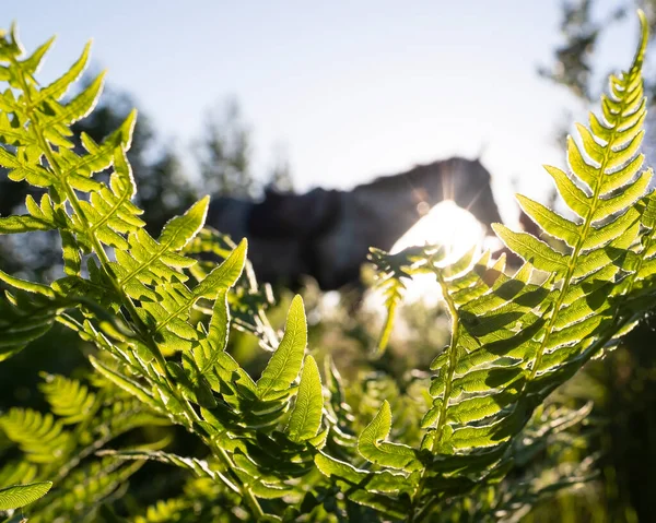 Hermoso helecho en los rayos del sol, un caballo está caminando sobre un fondo borroso, en una tarde soleada de verano. —  Fotos de Stock