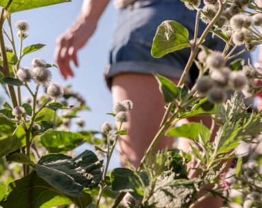 Elbiselere yapışmış meyveli burdock, şortlu kadın bacaklarının arka planına karşı, yaz, güneşli bir günde. Alt görünüm. 