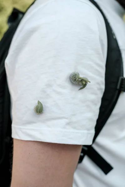 Thorny burdock bud stuck to a t-shirt, to a man shoulder. Close-up. — Stock Photo, Image