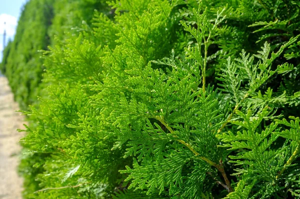 Prachtige groenblijvende jeneverbesstruiken, in het park, op een zomerse zonnige dag. Achtergrond. — Stockfoto