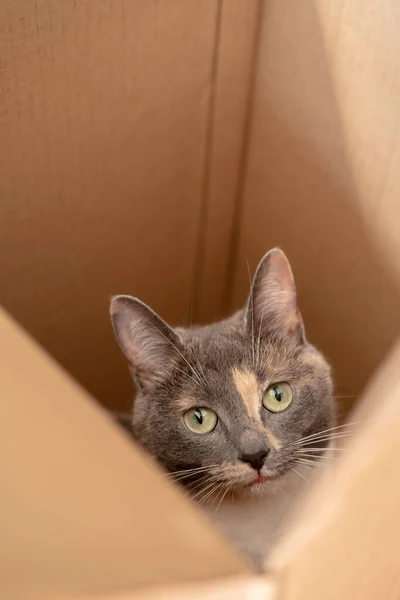 Голова любопытного кота, который залез в картонную коробку и с интересом смотрит. Вид сверху. — стоковое фото