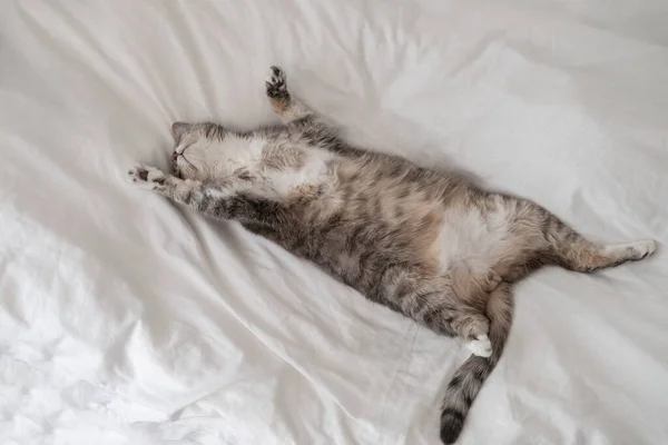 Şirin, şişman kedi uyuyor, yaz sıcağında yatakta uzanıyor. Siesta. Üst görünüm. — Stok fotoğraf