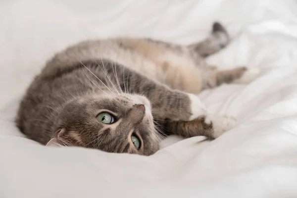 Chat mignon se reposant, se prélassant sur le lit, dans la chaleur de l'été et les yeux verts regardant la caméra. Siesta. — Photo