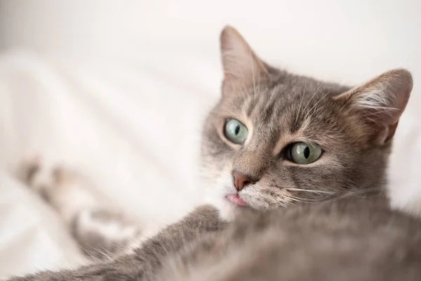Vicces, aranyos macska kinyújtotta a nyelvét és meglepetten néz, zöld szemeivel, puha ágyon pihen. Szieszta. — Stock Fotó