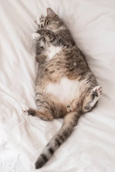 Cute, fat cat sleeps with its paws on its face. Pet resting, lounging on the bed, in the summer heat. Siesta. Top view. — Stock Photo, Image