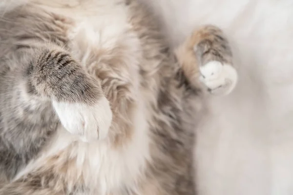 Poten van een kat die op zijn rug slaapt, op een deken. Bovenaanzicht. Close-up. — Stockfoto
