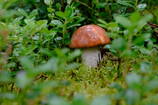 Оранжевый колпак из мха, среди зеленой растительности, мокрый после дождя. Вкусный диковатый гриб Leccinum aurantiacum. Макро. — стоковое фото