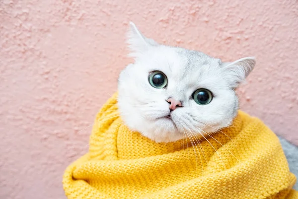 Melancólico, belo gato em amarelo de malha cachecol olhada pensativa em um fundo rosa. Pronto para o inverno frio. — Fotografia de Stock