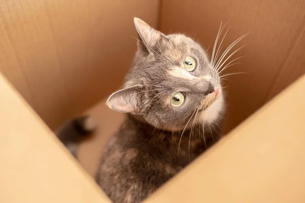 Очаровательный любопытный кот залез в картонную коробку и с интересом наблюдал. Вид сверху. — стоковое фото