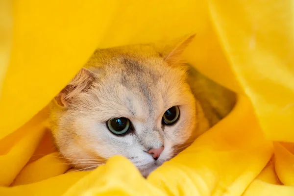 Gato en el estrés y la depresión, estaba asustado y escondido en un cuadros amarillos. Concepto psicológico. Animal preparándose para el frío invierno. — Foto de Stock