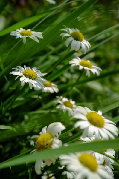 Piękne kwiaty rumianku w trawie w ogrodzie. Kwitnący leucanthemum na tle zieleni. — Zdjęcie stockowe