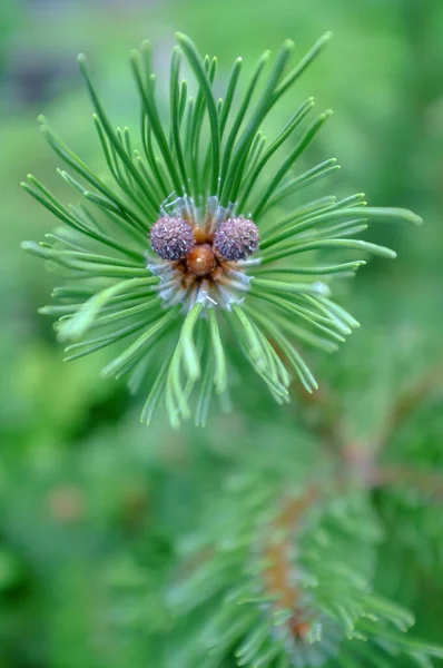 Kiefernzweig mit großen Nadeln und kleinen wachsenden Zapfen sieht aus wie die Schnauze eines Tieres. Makro. — Stockfoto