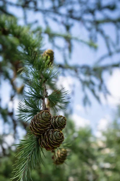 Des grappes de jeunes cônes de pin vert poussent sur les branches des arbres, un jour d'été, sur un fond flou. — Photo
