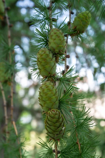 Ramos de conos de pino jóvenes y verdes crecen en las ramas de los árboles, en un día de verano, sobre un fondo borroso. —  Fotos de Stock