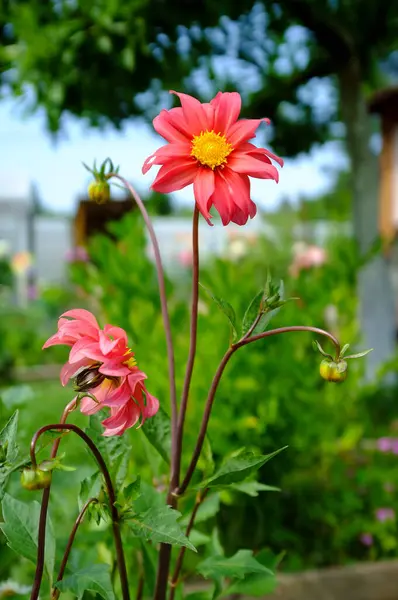 Hermosas flores con pétalos rojos y brotes sin soplar, en el jardín, sobre un fondo borroso. —  Fotos de Stock