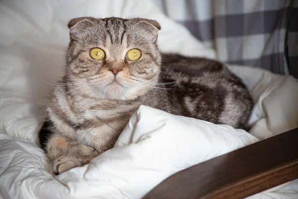 Surpreendido Scottish Fold gato encontra-se em uma poltrona e olha para a câmera com grandes olhos em um fundo borrado. — Fotografia de Stock
