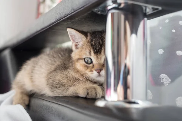 Gatinho britânico alarmado jaz no sofá e olha atentamente, ele está caçando alguém. — Fotografia de Stock