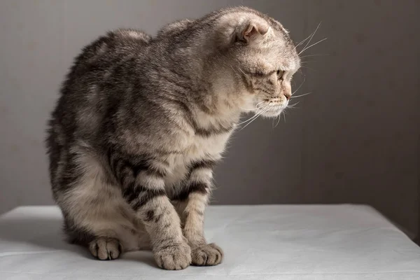 Bewildered Scottish Fold gato se sienta en una mesa y mira con interés. — Foto de Stock