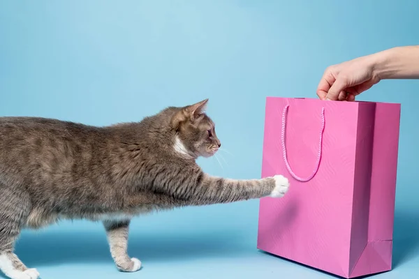 Curious cat touches a pink gift bag with its paw, he is interested in a surprise in the package. Blue background. — Stock Photo, Image