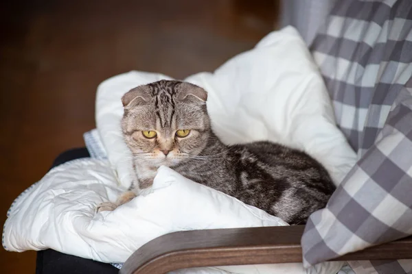 Interessado Scottish Fold gato encontra-se em uma poltrona e olha de surpresa para o fundo embaçado do interior da casa. — Fotografia de Stock